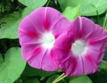 牵牛花种类图片大全