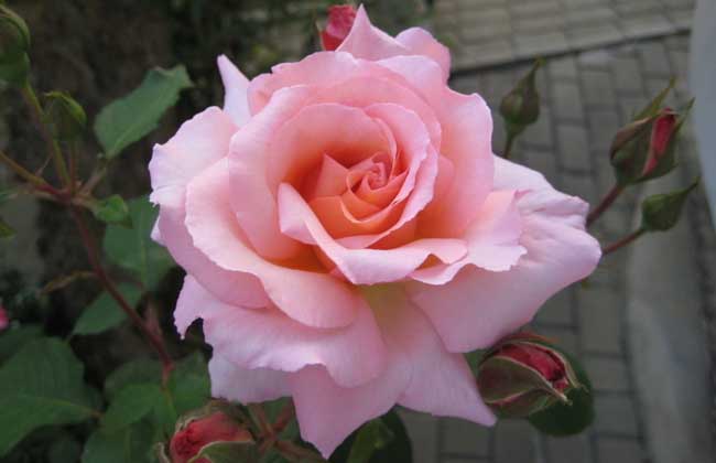 蔷薇花语是什么