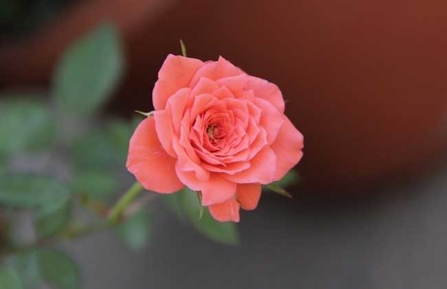 蔷薇花种类图片大全