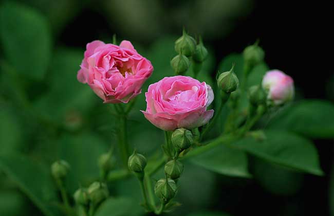 盆栽蔷薇花怎么养