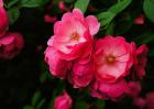 野蔷薇花语和传说