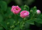 盆栽蔷薇花怎么养？