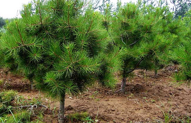 白皮松种植前景