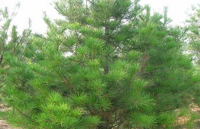 白皮松种植前景