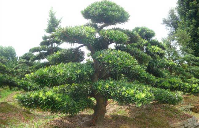 罗汉松产地在哪里