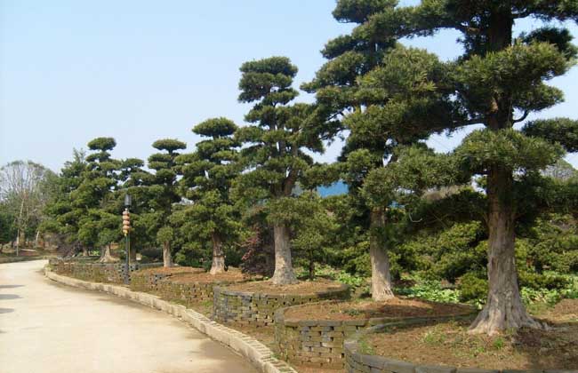 罗汉松造型技术