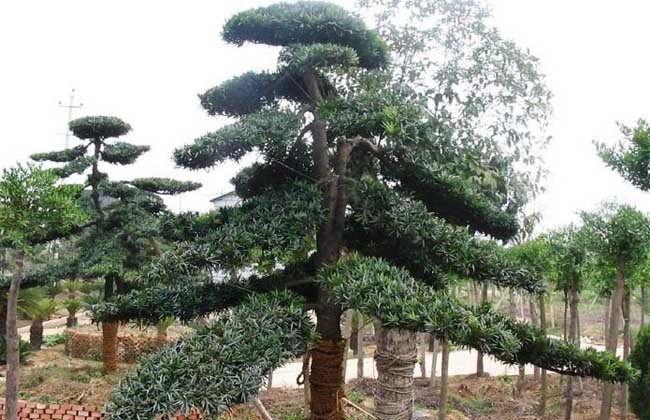 罗汉松种子怎么种