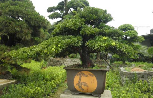 罗汉松的养殖方法