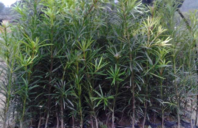 罗汉松种子怎么种