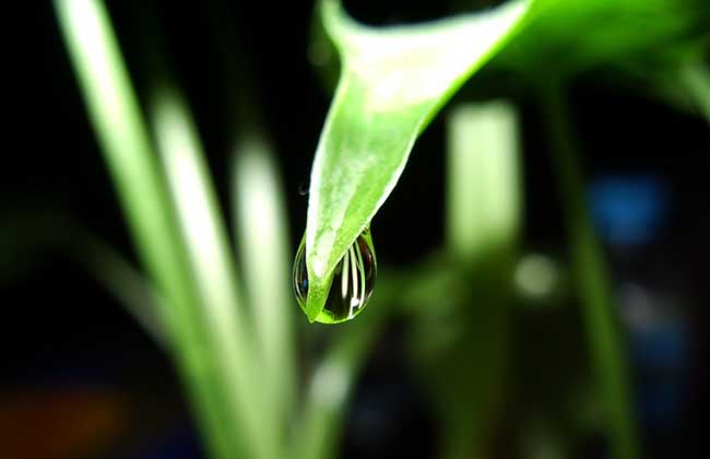 滴水观音是什么植物