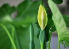 滴水观音什么时候开花？
