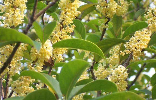 桂花的资料