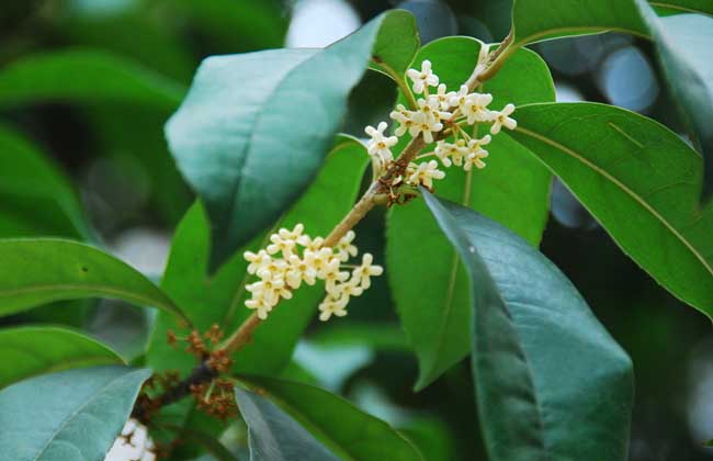 桂花的资料