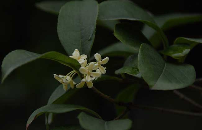 桂花树为什么不开花