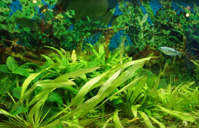 水草鱼缸造景教程