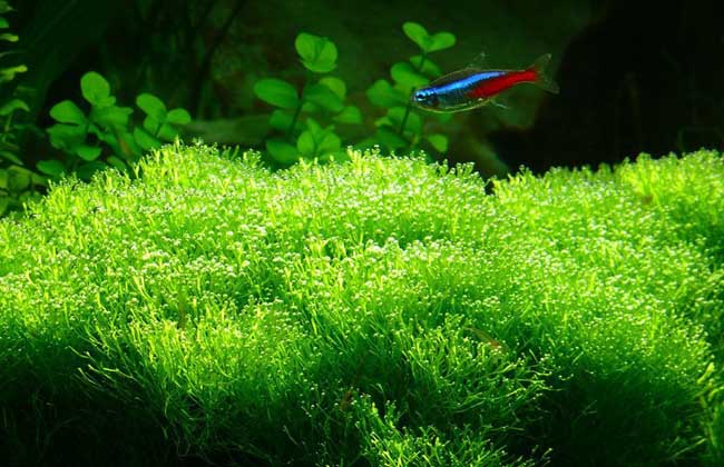 水草种类图片大全