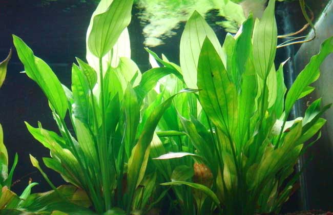水草