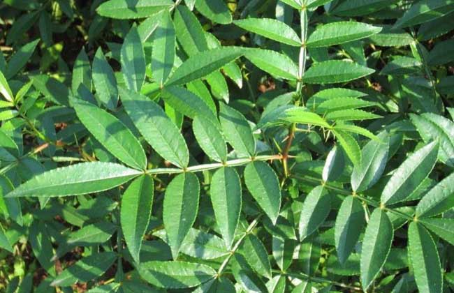 花椒育苗技术