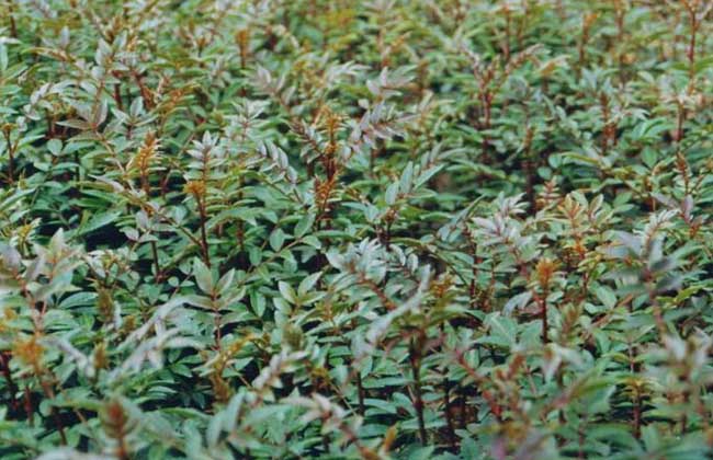 花椒育苗技术