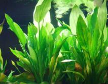 水草