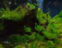 水草种类图片大全