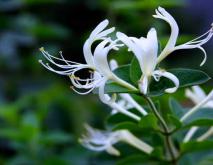 金银花种类图片大全