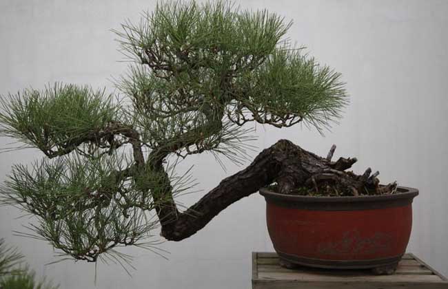 松树盆景怎么养