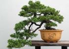 松树盆景制作过程