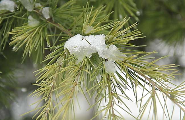 雪松的栽培价值