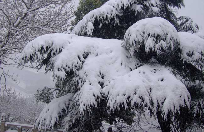 雪松的种类大全