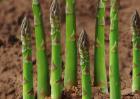 芦笋是什么植物？
