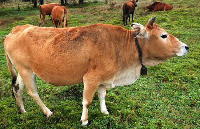 肉牛价格多少钱