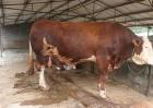2017年肉牛养殖成本和利润