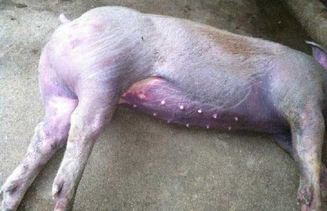 猪丹毒