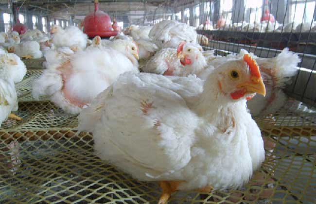 肉鸡多少钱一斤
