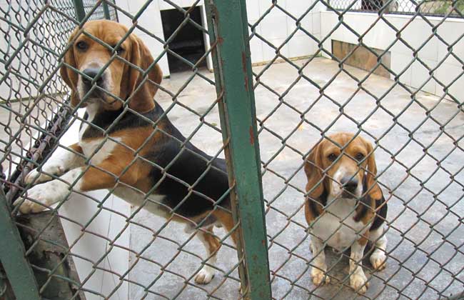 比格犬好养吗