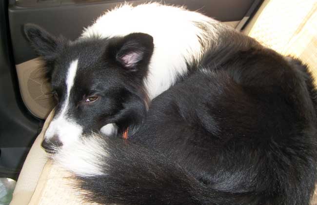 边境牧羊犬好养吗？