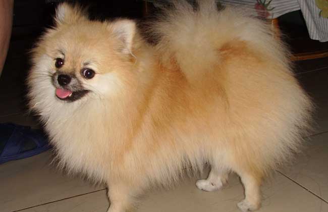 博美犬好养吗？