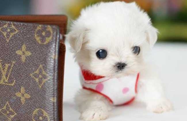 茶杯犬好养吗？