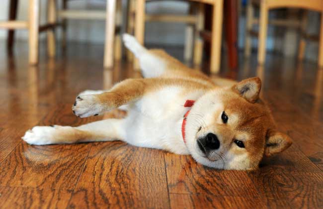 日本柴犬怎么养
