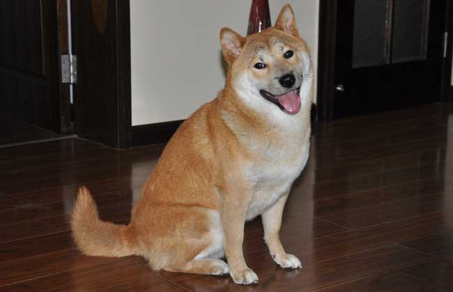 柴犬搞笑表情图片