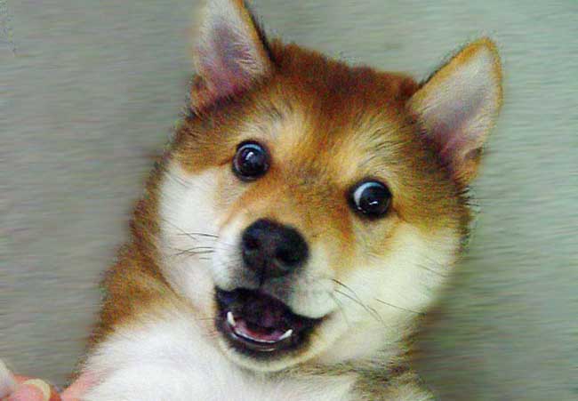 柴犬搞笑表情图片
