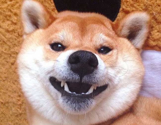 柴犬搞笑表情图片