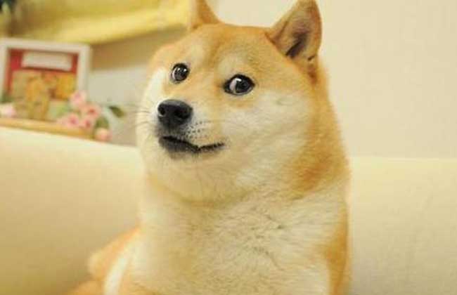 柴犬搞笑表情图片