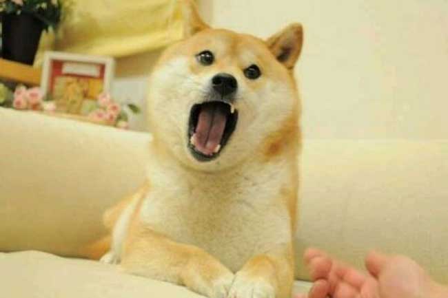柴犬搞笑表情图片