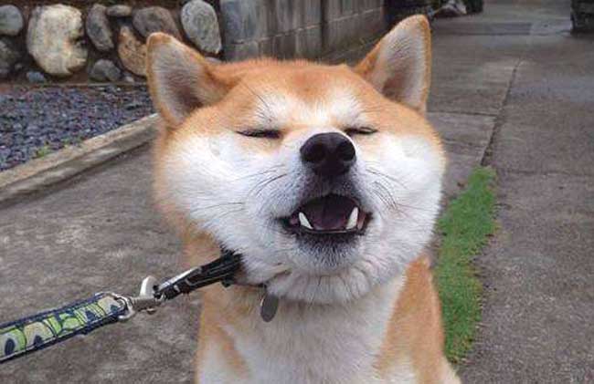 柴犬搞笑表情图片