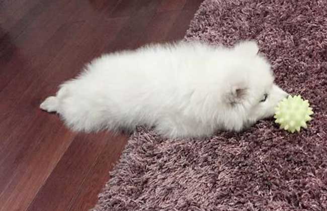 狗狗翻肠子怎么办