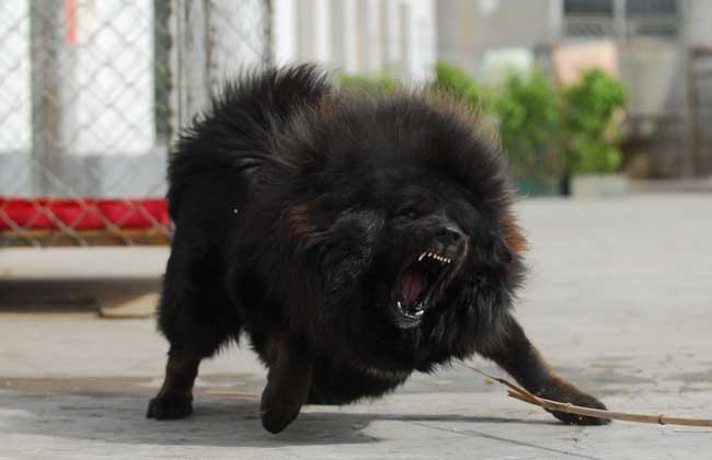 藏獒