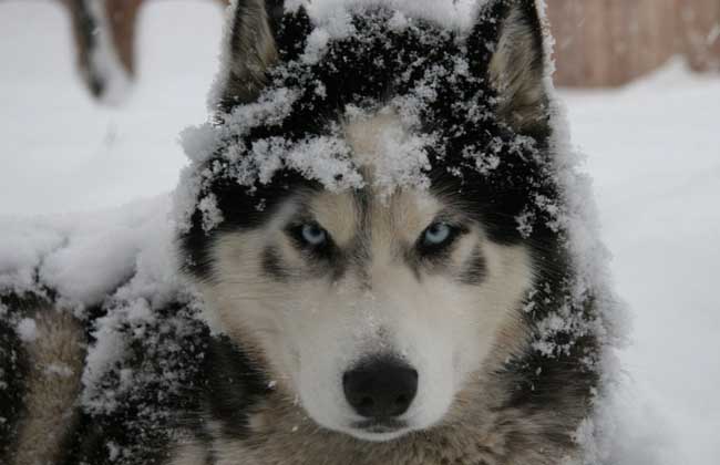 阿拉斯加雪橇犬和哈士奇的区别