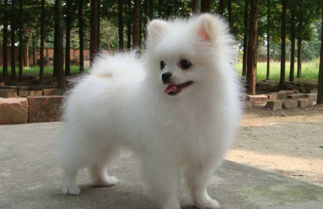 博美犬的寿命多长？